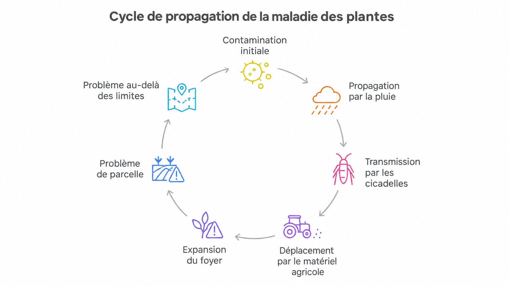 Schéma du cycle de propagation des maladies des plantes par contamination, pluie, insectes et matériel agricole
